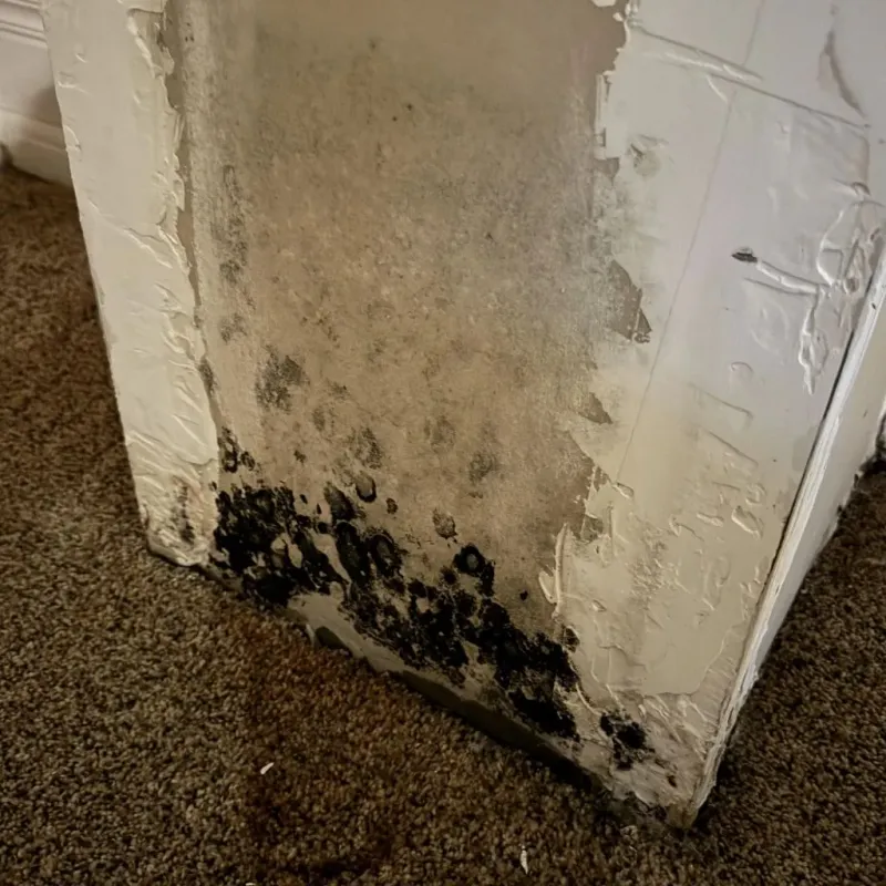 Professional Mold Removal in Zion, IL